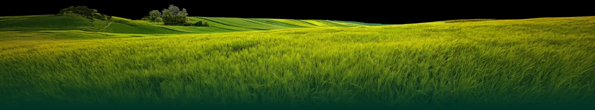 Footer Background Field